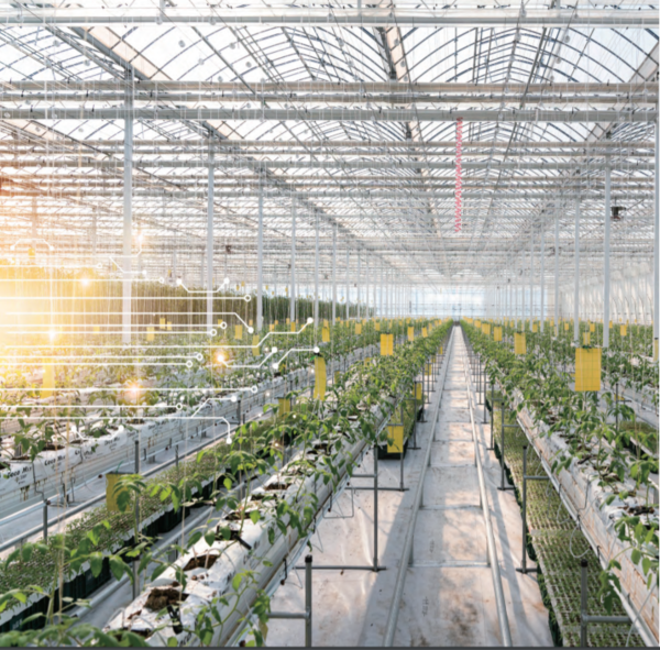 농림축산식품부는 스마트팜을 이끌어 갈 청년인력 양성을 위해 스마트팜에 특화된 청년창업 보육 프로그램을 운영한다./사진=스마트팜코리아 홈페이지