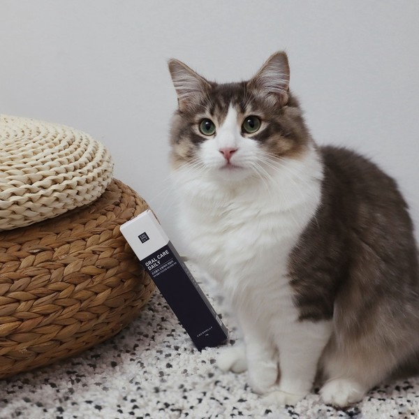 펫코노미시장은 스타트업의 가장 뜨거운 전장 중 하나다. 사진=코코몰리 제공