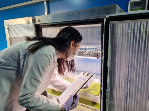스마트팜 실험실에서 작물 상태를 확인하는 모습 /사진=롯데건설 