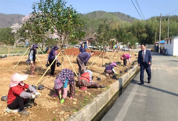 수국단지 조성 / 사진 = 장흥군