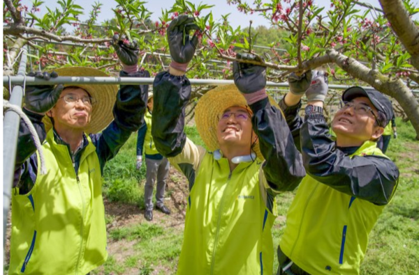 NH농협금융은 지난 18일 세종시 연동면에서 임직원 봉사단, 농협은행 세종본부 직원 등 약 40여명이 함께 영농철 농촌 일손돕기를 실시했다고 밝혔다. 이석준 농협금융지주 회장(가운데), 김익수 전략기획부문 부사장(왼쪽), 홍순옥 NH농협은행 세종본부장(오른쪽)이 적화 작업을 하고 있다./사진=NH농협금융그룹