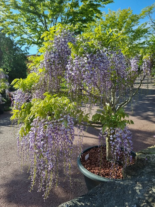 등나무 분재 / 사진 = 신안군