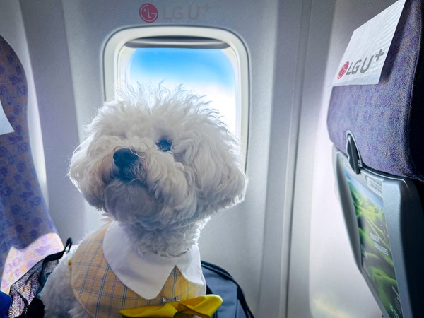 LG유플러스의 반려가구 커뮤니티 플랫폼 ‘포동’이 제주항공과 함께 오는 10월 국내 유일 반려견 동반 전용기 ‘포동 전용기’ 네 번째 운항길에 오른다. 사진은 반려견이 포동 전용기에 탑승한 모습./사진=LG유플러스