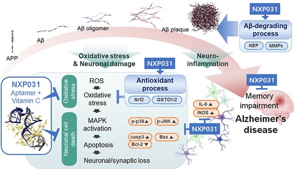 국제학술지 ‘Free radical biology and medicine’에 발표된 NXP031(압타민C) 알츠하이머병 연구효과 도표/사진=넥스모스