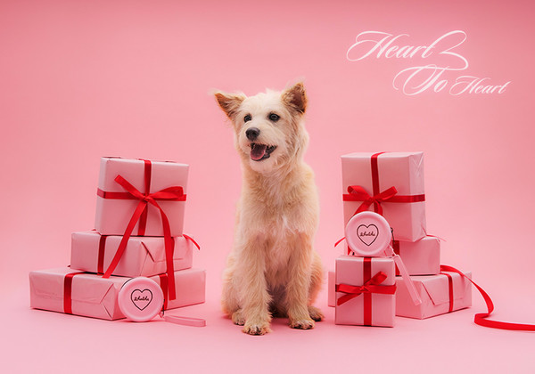 리카리카, ‘하트 투 하트’ 유기견 보호 기부 캠페인 /사진=오브젝티보