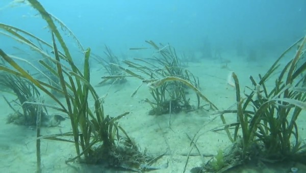청산면 해역에 이식한 잘피 (사진제공 = 완도군)