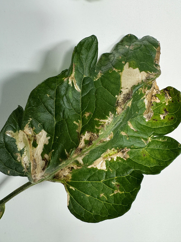 토마토뿔나방 피해 (사진제공 = 여수시)