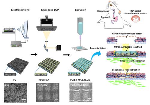 '인공식도' 구현 바이오 기술 개발 이미지/사진=부경대